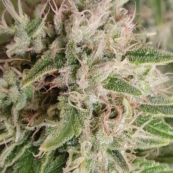 Critical Widow (Limited)