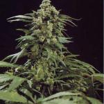 G13 Skunk (Limited)