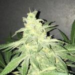 Original True G13 TopFlite Fem