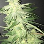 Original True G13 TopFlite Fem