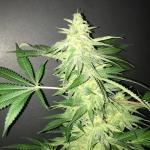 Original True G13 TopFlite Fem